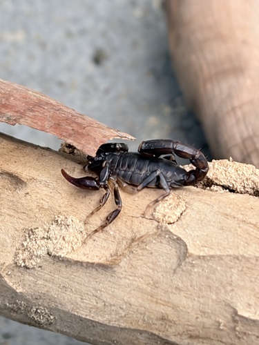 Forest Scorpion