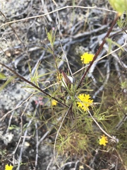 Cordylanthus rigidus