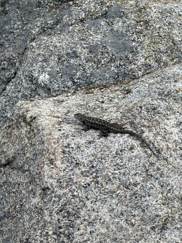 iNaturalist observation photo of Lizards