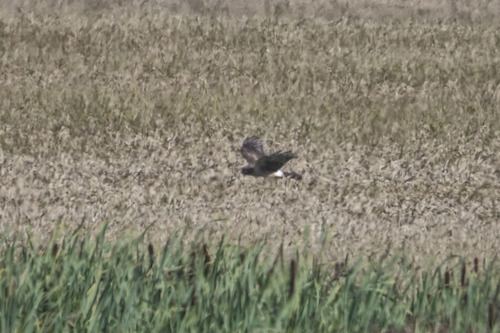 Hen Harrier