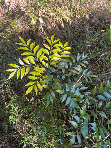 Byfield fern (Bowenia serrulata)
