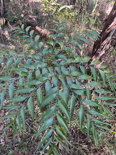 Byfield fern (Bowenia serrulata)