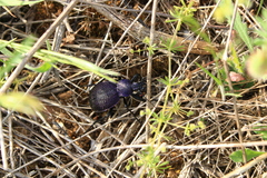 Carabus scabrosus