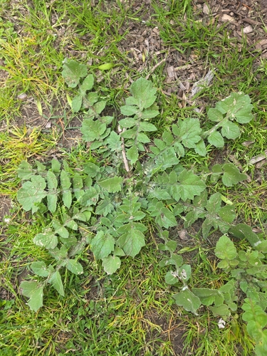 Capeweed