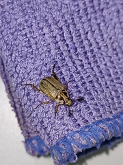 Anomala takasagoensis