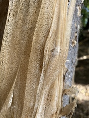 Plagianthus regius