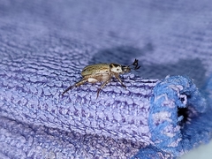 Anomala takasagoensis