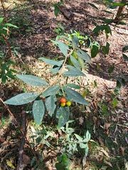 Wikstroemia indica, photograph (c) Mark Clarke, some rights reserved (CC BY)
