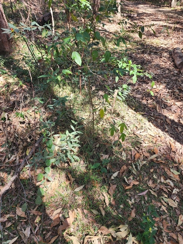 Wikstroemia indica, photograph 5