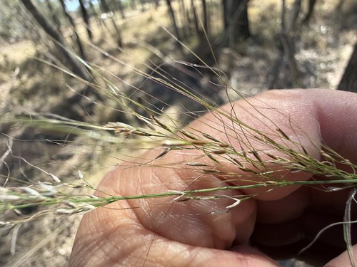 Austrostipa verticillata, 2026-09-05