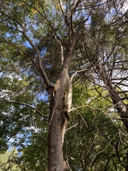 Plagianthus regius