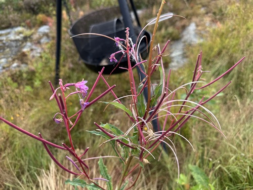 fireweed