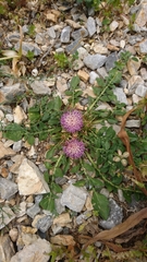 Centaurea raphanina