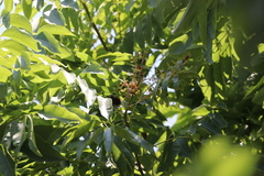Myotis formosus flavus
