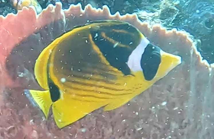 Raccoon butterflyfish