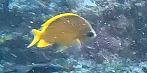 Chromis analis observed 2026-08-24