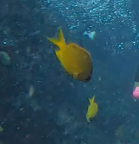 Chromis analis observed 2026-08-24