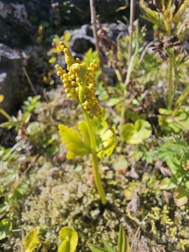 Botrychium matricariifolium, 2026-09-04