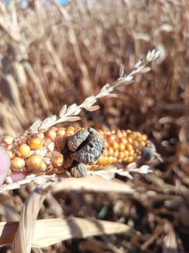 Corn Smut