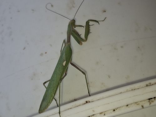 Giant African Mantis