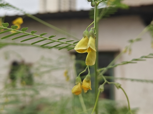 Sesbania Pea