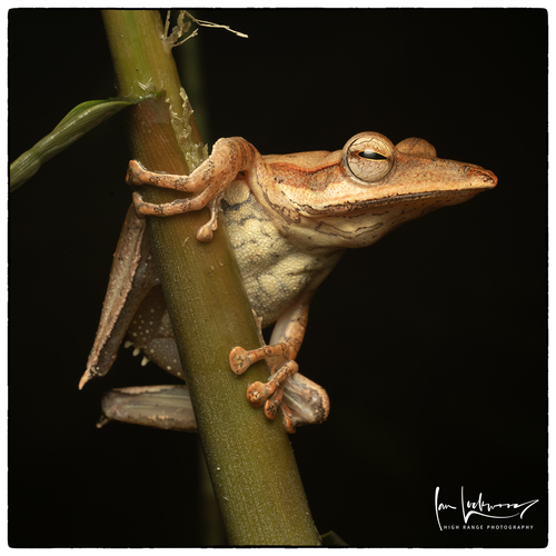 Sharp-snout Saddled Tree Frog