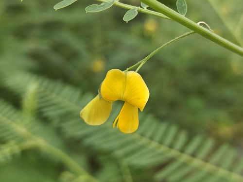 Sesbania cannabina, photograph 4