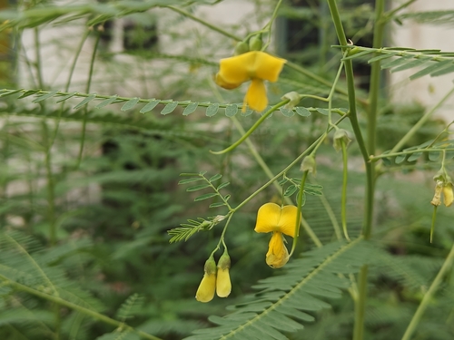 Sesbania cannabina, photograph 5