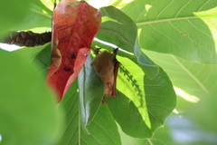 Myotis formosus flavus