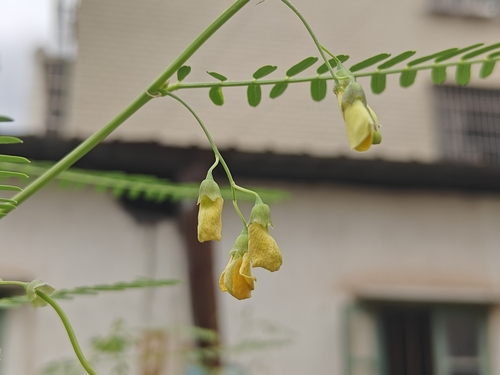 Sesbania cannabina, photograph 6
