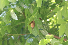 Myotis formosus flavus