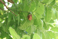 Myotis formosus flavus