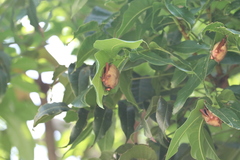 Myotis formosus flavus