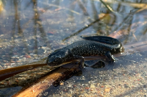 Great Crested Newt