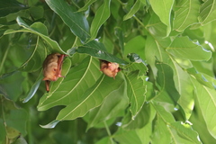 Myotis formosus flavus