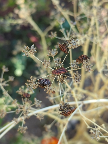 European Striped Shield Bug