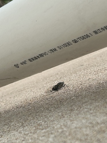 Priest Cicada