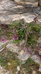 Teucrium divaricatum