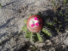Melocactus violaceus margaritaceus
