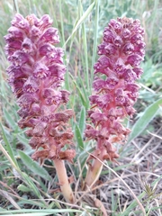 Orobanche pubescens