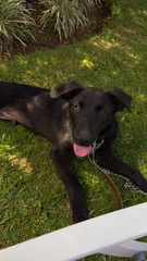 Canis familiaris