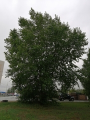 Populus × sibirica