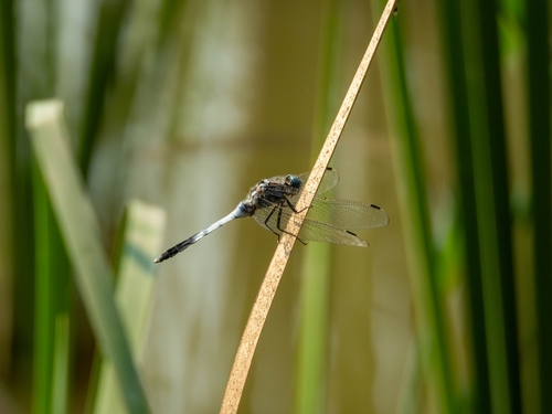 Orthetrum albistylum speciosum