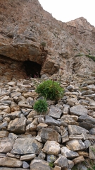 Centaurea atropurpurea