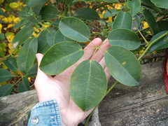 Stauntonia hexaphylla