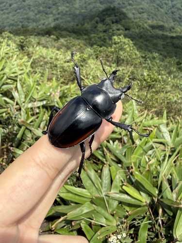 Neolucanus nitidus nitidus