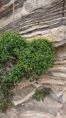 Euphorbia acanthothamnos