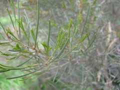 Acacia rigens