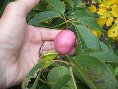 Stauntonia hexaphylla