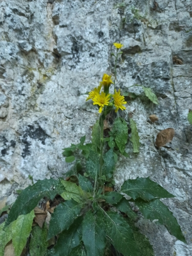 Hieracium racemosum crinitum
